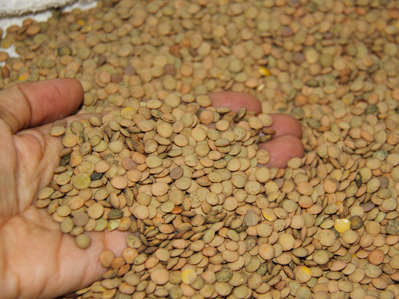 Asaja Cuenca convoca hoy Martes 12 de Febrero en Motilla del Palancar una reunión para analizar la situación de la lenteja - imagen 1