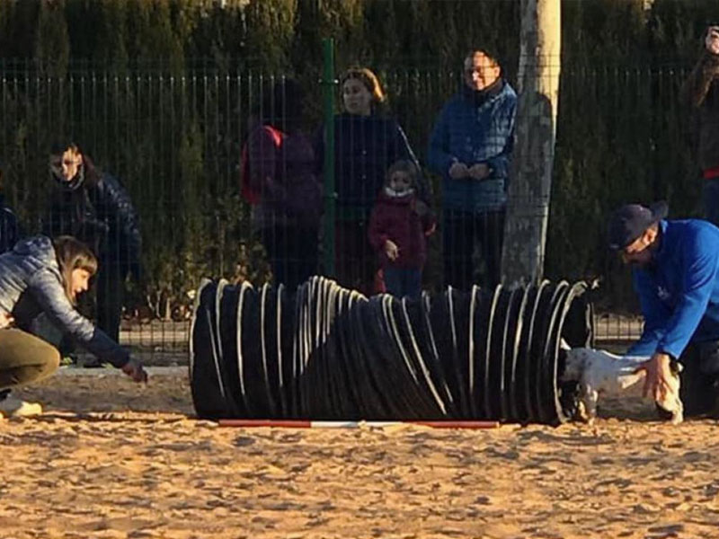 Motilla ya tiene un parque canino para los más de 2.000 perros que hay en la localidad - imagen 1