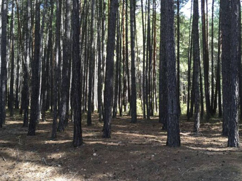 Iberopinar pagará más de 2 millones de euros por resinar en Almodóvar - imagen 1