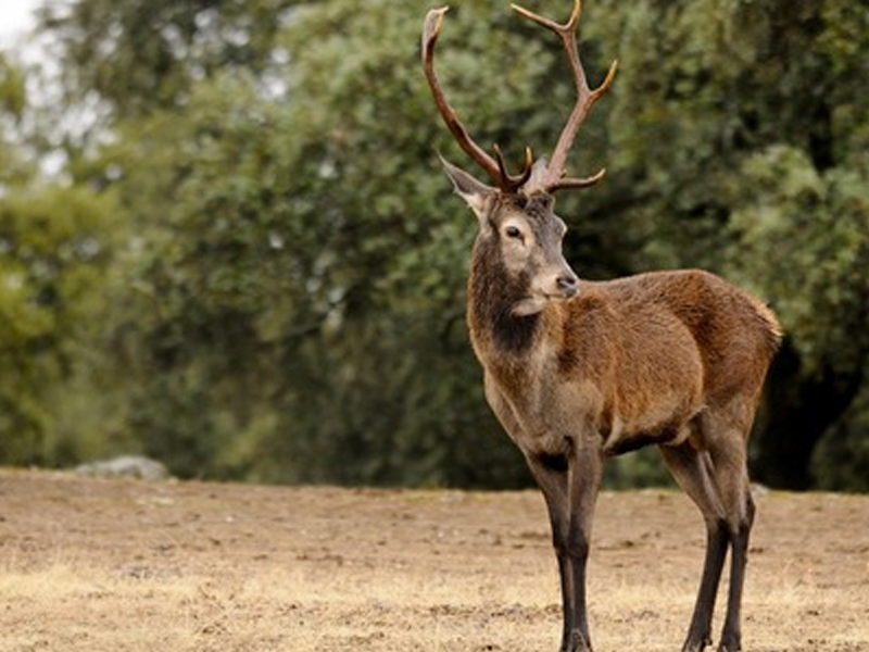 Las grandes cifras del sector de la caza en Castilla-La Mancha - imagen 1