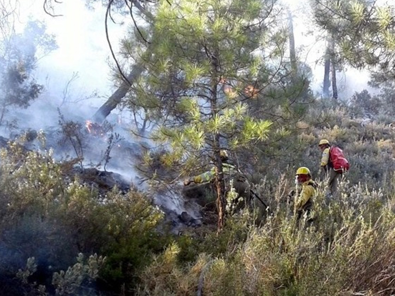 Controlado el incendio forestal de Paterna del Madera - imagen 1