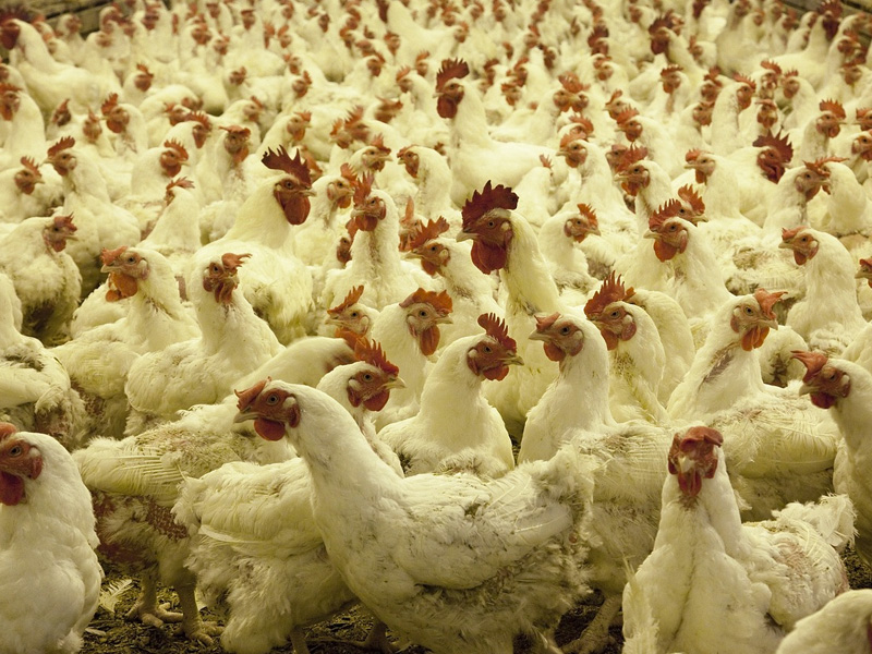 Medio Ambiente concede 'luz verde' a una granja avícola de 30.000 pollos en Graja de Iniesta - imagen 1