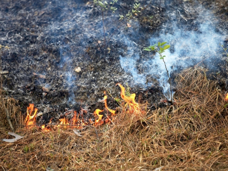 Suspendida la prohibición de quemar restos vegetales en el campo - imagen 1