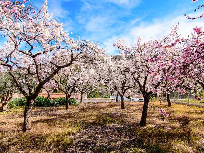 Las heladas de primavera causan 'importantes pérdidas' en la cosecha de almendra, en Albacete, Cuenca y Toledo - imagen 1