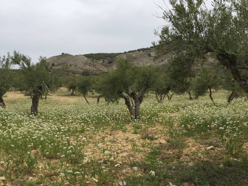 Cara y cruz de una Semana Santa "pasada por agua" en Cuenca - imagen 1