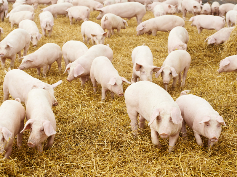 La población de cerdos casi triplica a la de personas en la provincia de Cuenca - imagen 1