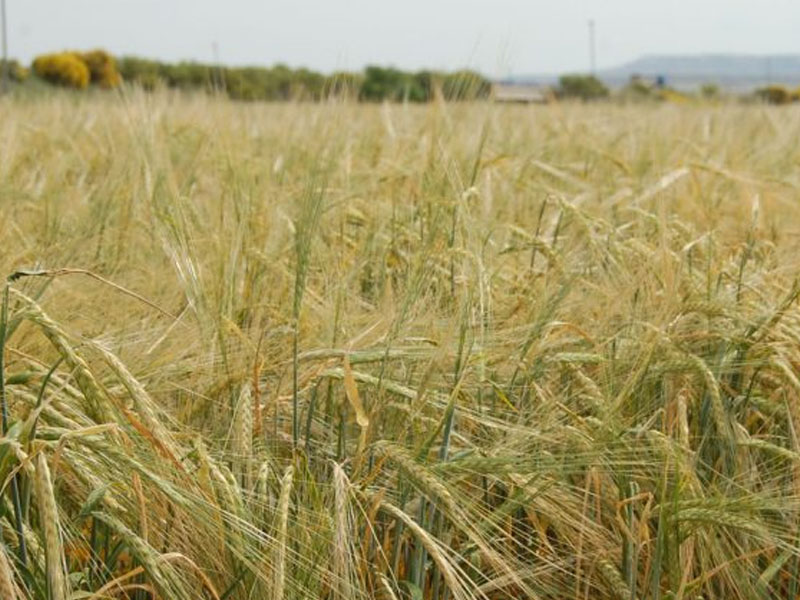 Falta de lluvia y calor afectan a cereales de Guadalajara y Cuenca - imagen 1
