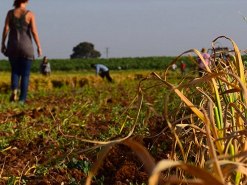 Las Pedroñeras refuerza el operativo de seguridad en la campaña del ajo - imagen 1