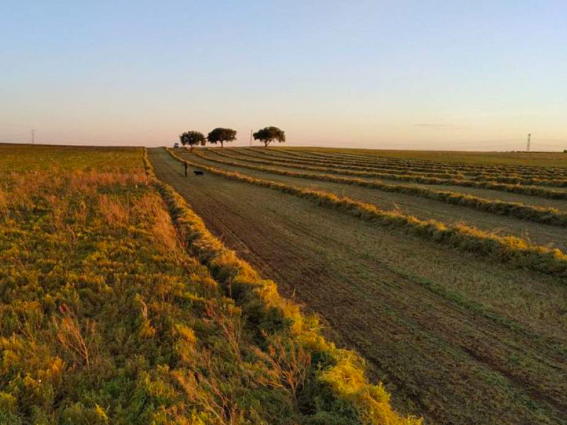Empieza la siega de lentejas en la Manchuela con los almacenes llenos - imagen 1