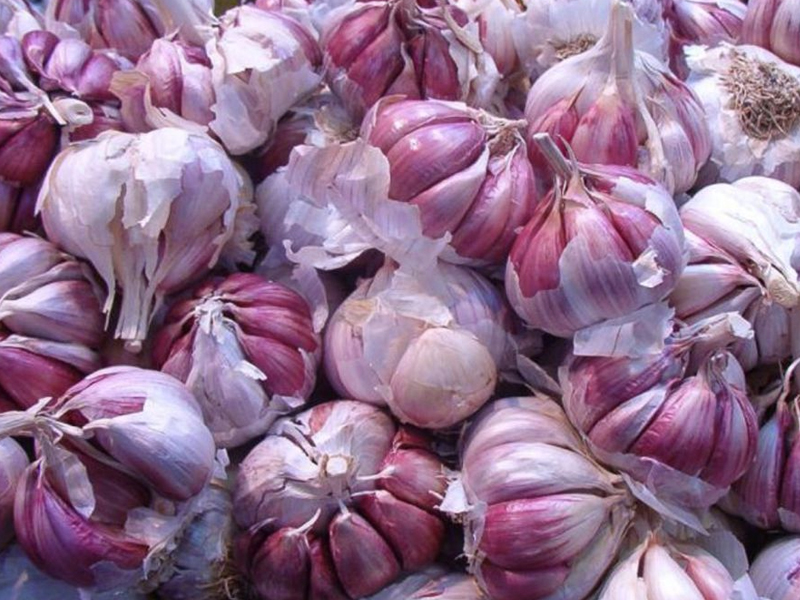 La campaña del ajo de Las Pedroñeras cierra con mayores calibres y precios más altos - imagen 1