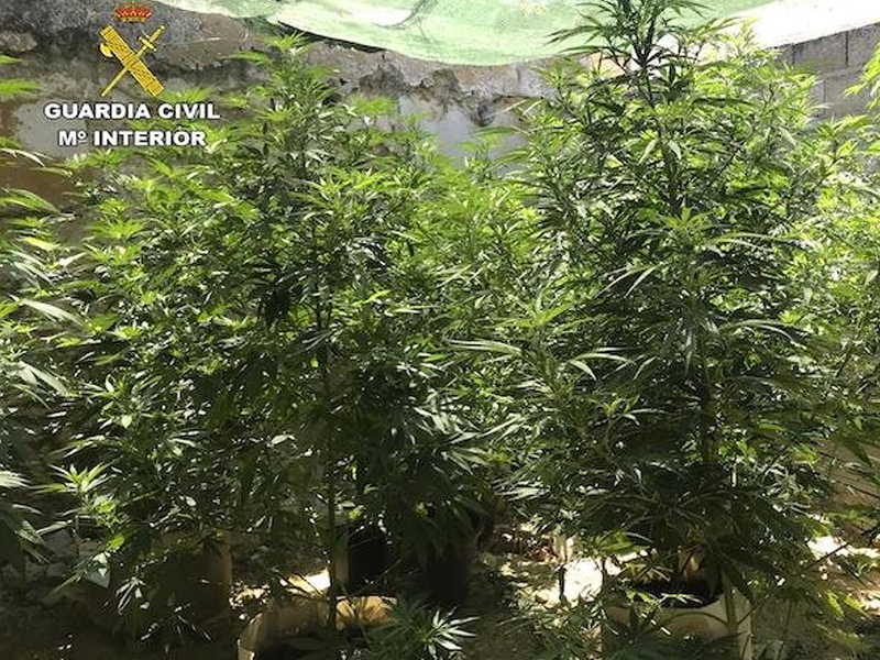 Detenidos un hombre y una mujer por cultivo de marihuana en vivienda de Saelices - imagen 1