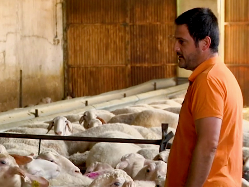 Rodrigo Pardo, haciendo historia en materia de investigación en fecundación ovina - imagen 1