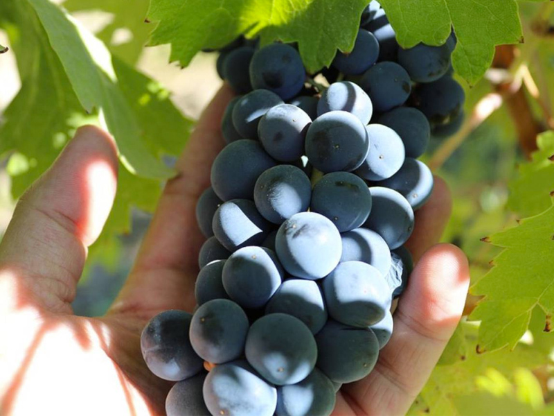 Las bodegas de la comarca no encuentran vendimiadores para la próxima campaña - imagen 1