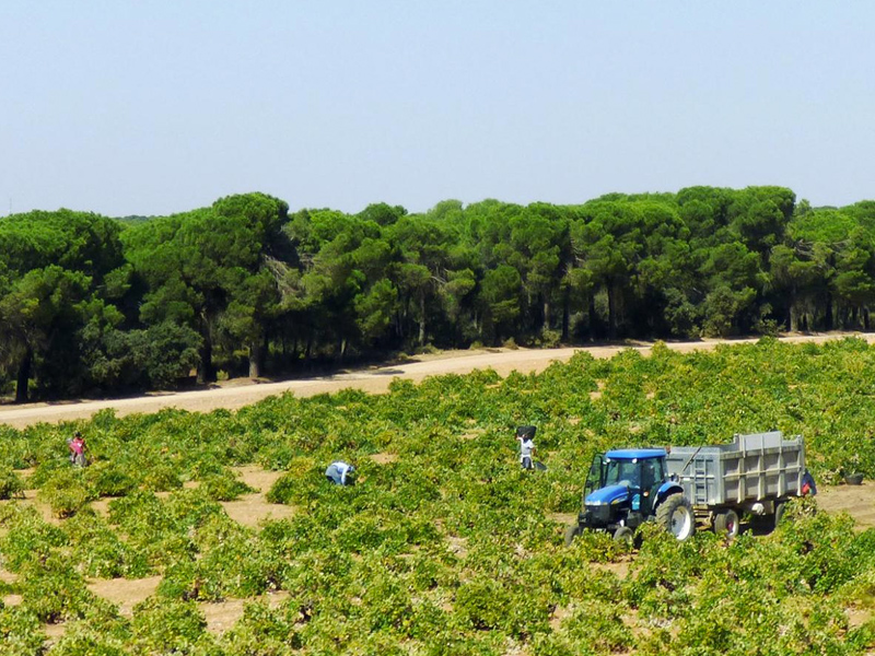 Asaja denuncia que algunas bodegas están recibiendo uva sin dar a conocer los precios - imagen 1