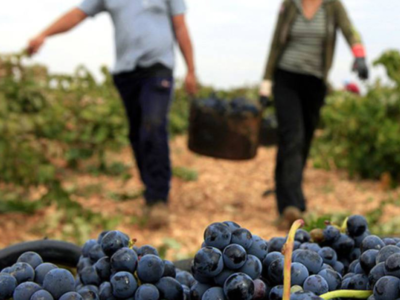 "En esta viña se cobra más". Diferencias salariales en la campaña de la vendimia - imagen 1