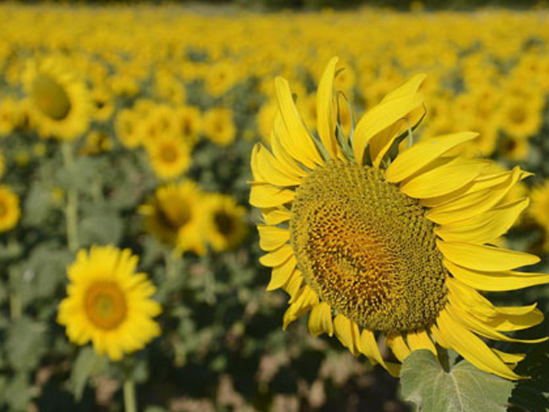 Asaja Cuenca alerta del "grave" riesgo del cultivo del girasol por los bajos precios - imagen 1