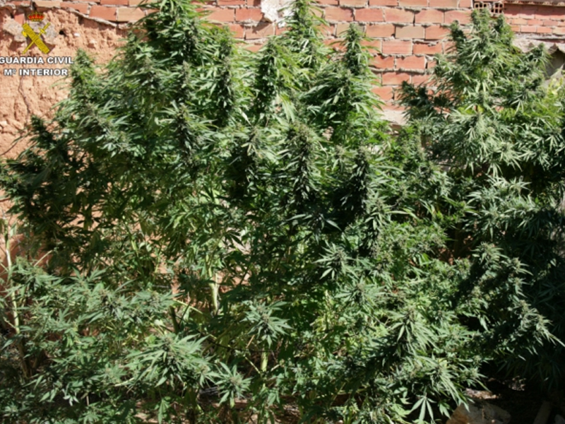 Marihuana