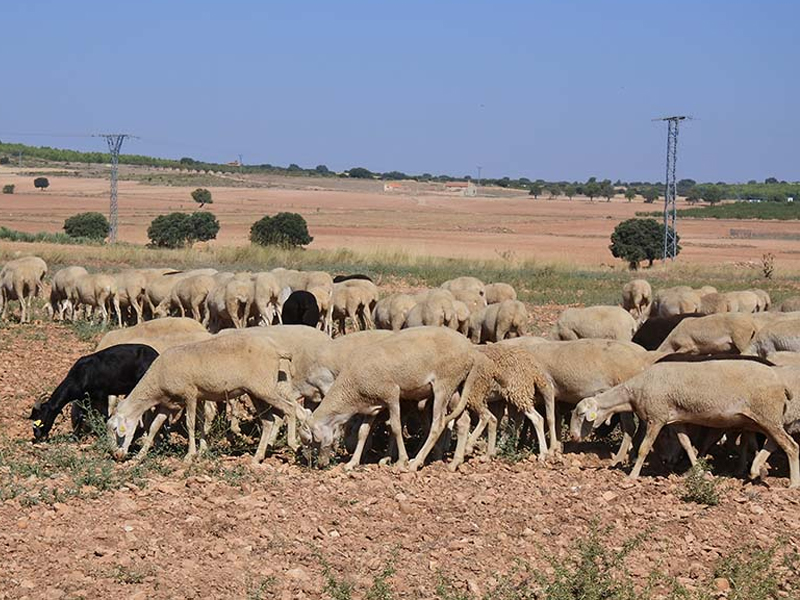 Ayudas para ganaderos de extensivo para paliar los daños por ataques de buitres - imagen 1
