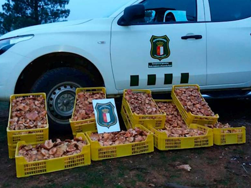 Criterios a tener en cuenta para la recolección de setas - imagen 1