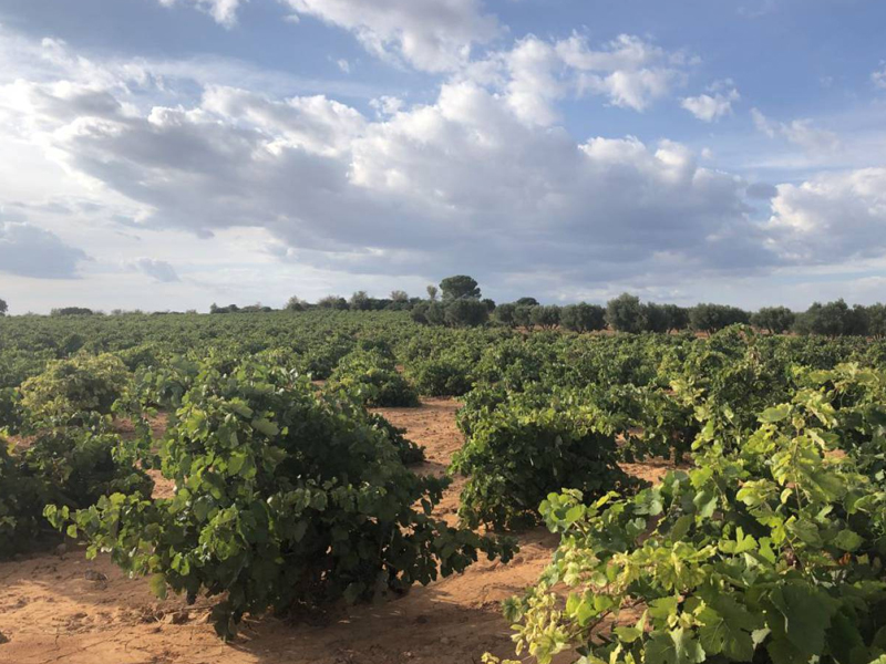 La Asociación de Regantes de la Manchuela trabaja para lograr una concesión de regadío para leñosos - imagen 1