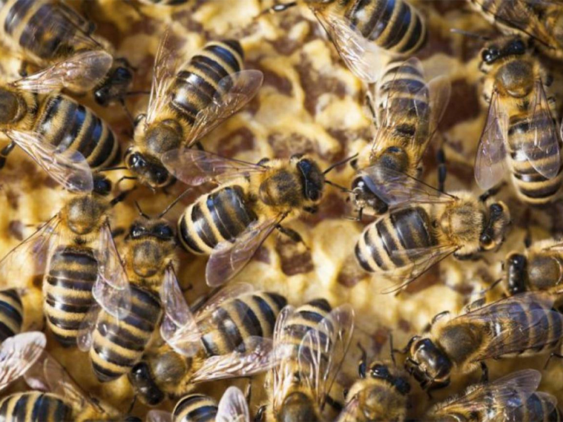 Apadrinar una colmena: la propuesta de un proyecto impulsar la apicultura - imagen 1