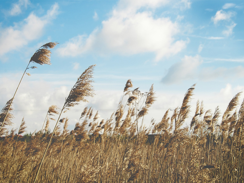 Cuenca y Guadalajara estarán en aviso amarillo por viento, que en Albacete será naranja - imagen 1