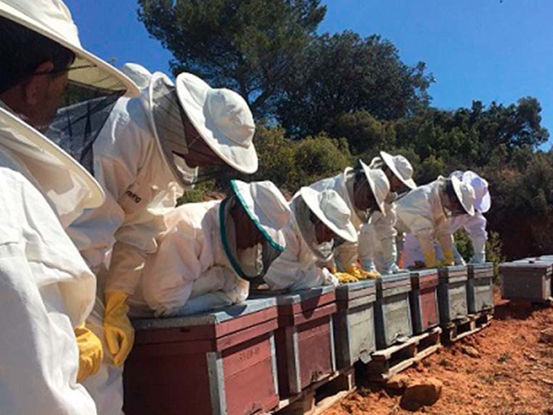 Colmenas Compartidas: Apadrinamiento de Colmenas en Buenache de Alarcón - imagen 1