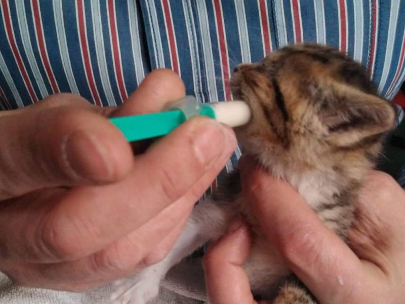 Campaña de sensibilización contra el abandono animal - imagen 1