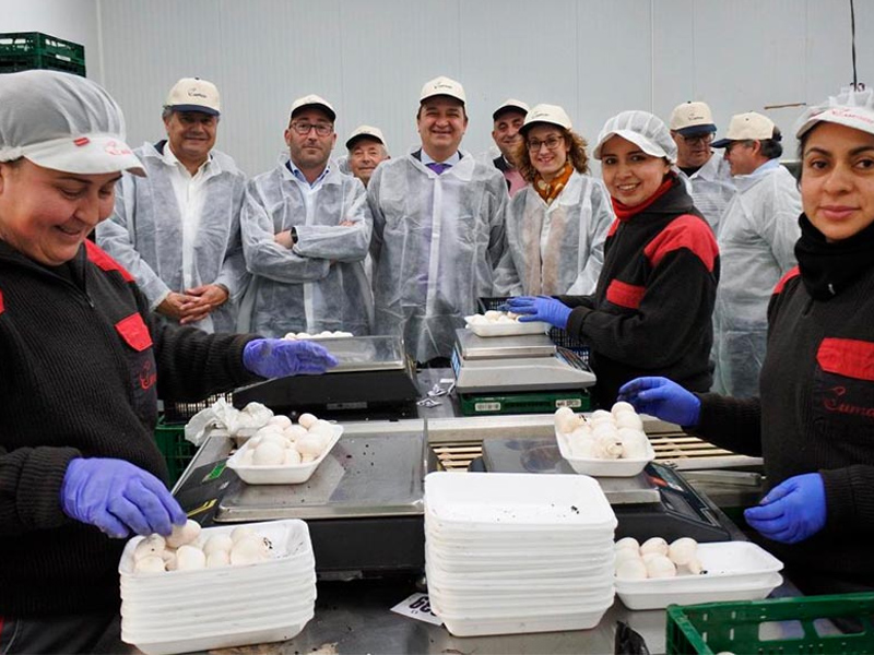 La mitad de la producción de champiñón a nivel nacional proviene de CLM - imagen 1