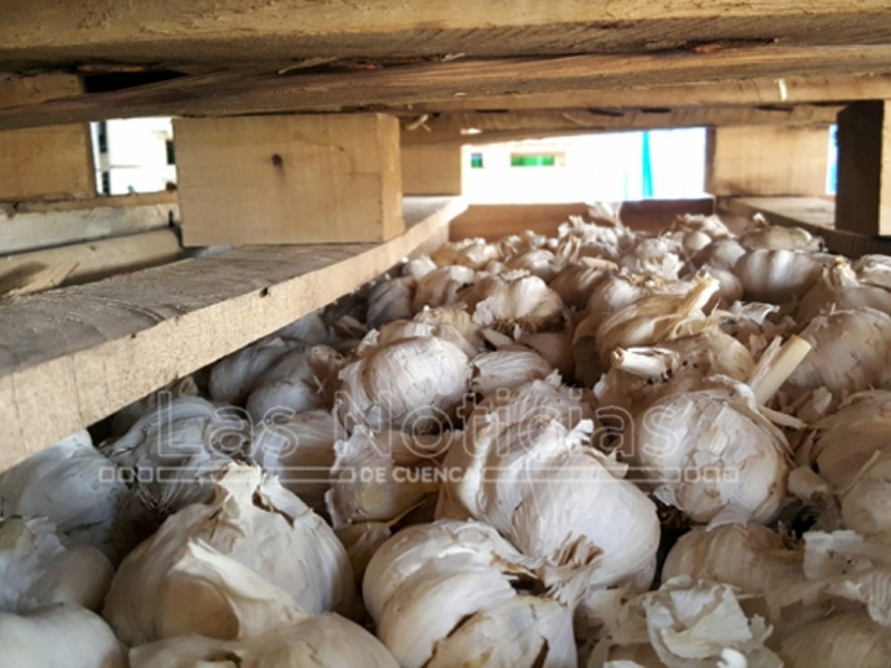 El coronavirus dispara la venta de ajo de Las Pedroñeras - imagen 1