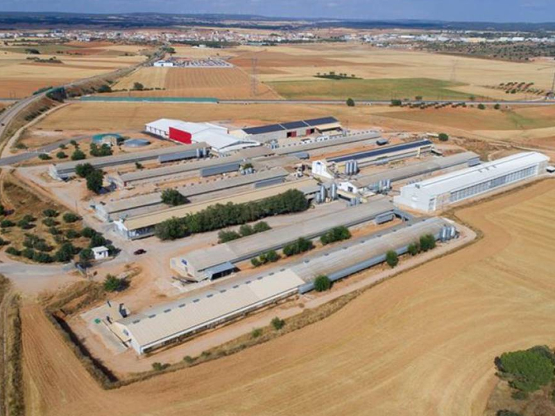 El sector avícola sigue trabajando para garantizar el suministro - imagen 1