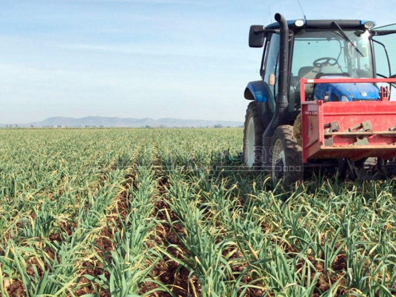 El sector del ajo advierte de desabastecimiento si no llega mano de obra - imagen 1