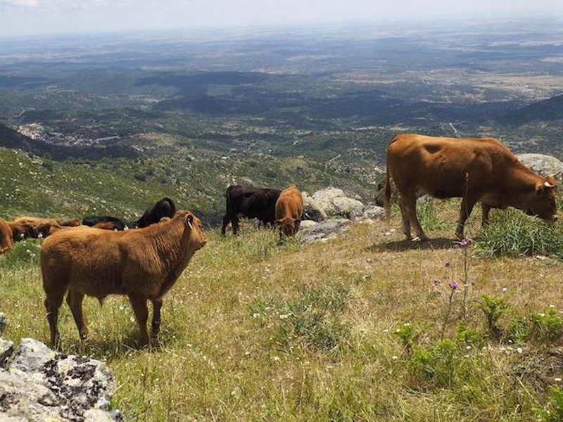 Junta abona 9,4 millones en ayudas asociadas a la PAC a ganaderos de vacas nodrizas - imagen 1