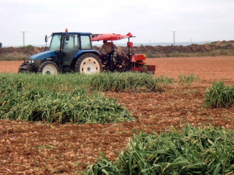 La Junta pone a disposición del sector del ajo los autobuses escolares - imagen 1