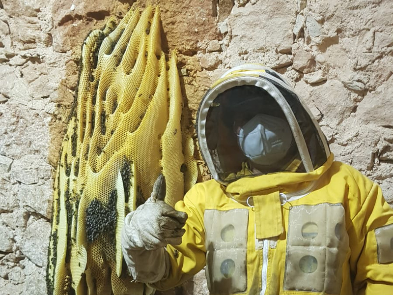 Las 50.000 abejas que habitaban la iglesia de Villagarcía del Llano - imagen 1