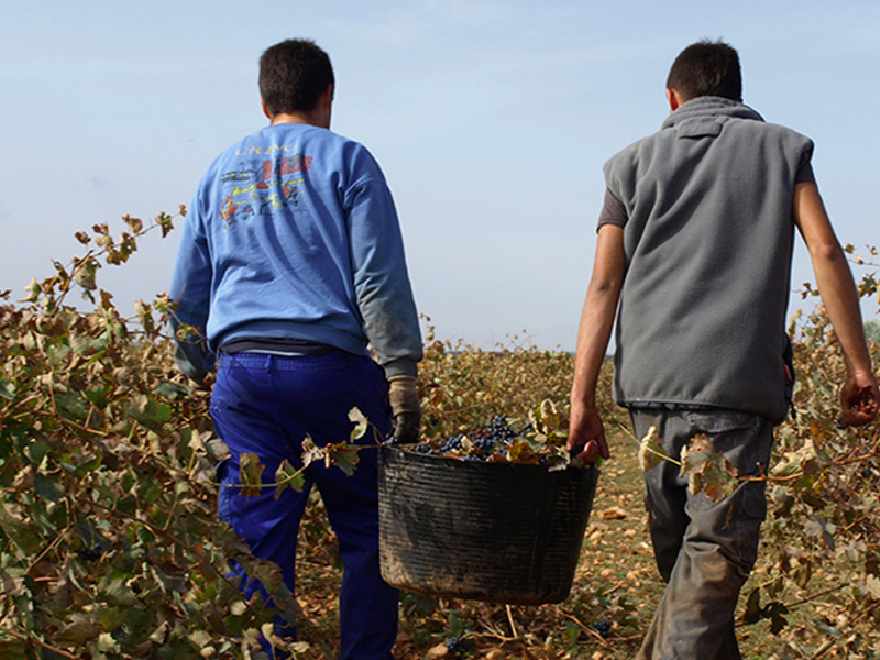 El uso obligatorio de mascarilla en Castilla-La Mancha incluye a las labores del campo - imagen 1