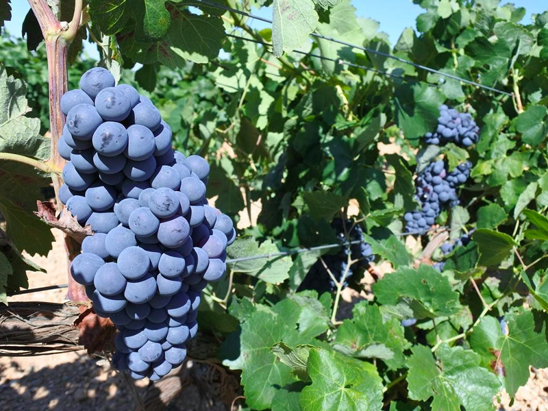 El Gobierno regional abona más de 500.000 euros a titulares de explotaciones dedicadas a la agricultura ecológica de la provincia de Cuenca - imagen 1