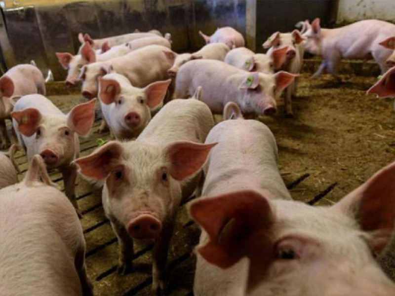 Quintanar del Rey pide que se paralice la construcción de la macrogranja en Villanueva de la Jara - imagen 1