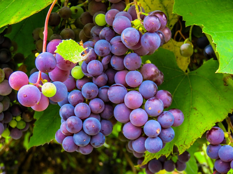 Planes de contingencia y registro de los empleados... Así es la Orden Covid para la vendimia - imagen 1