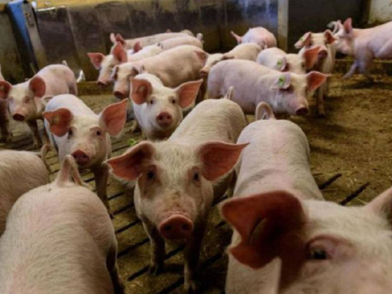 La Junta afirma que los Ayuntamientos tienen herramientas para evitar las macrogranjas - imagen 1