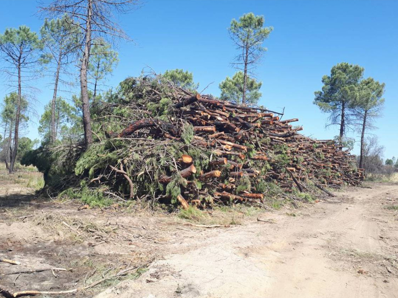 Afectados por el incendio de Barchín exigen más control para evitar plagas - imagen 1