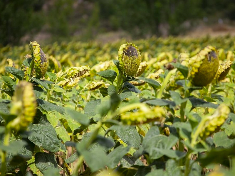 Cuenca lidera la producción de cebada, girasol y lentejas - imagen 1