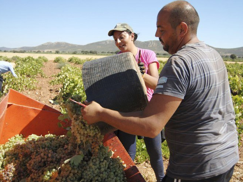 Comienza la vendimia en Castilla-La Mancha que llevará la uva de la cepa a las copas - imagen 1