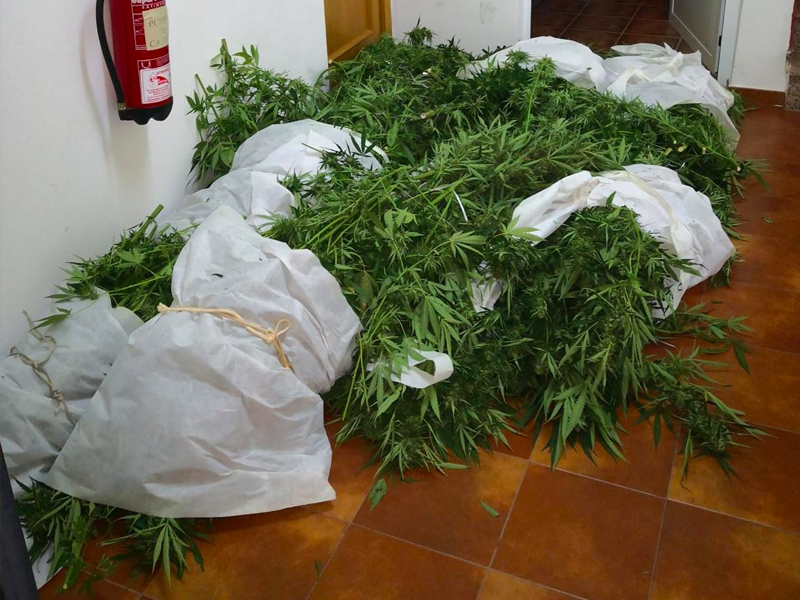 Van a robar marihuana y acaban avisando a la Guardia Civil asustados al oír unos «tiros» que en realidad eran petardos - imagen 1