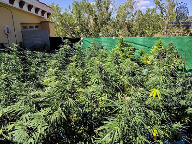 Desmantelan una plantación de marihuana instalada en la azotea de una vivienda de Cuenca - imagen 1