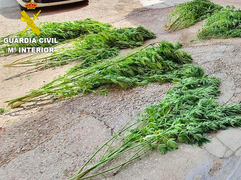 Un investigado en Cuenca por cultivar plantas de marihuana, que pesaron 28 kilos - imagen 1