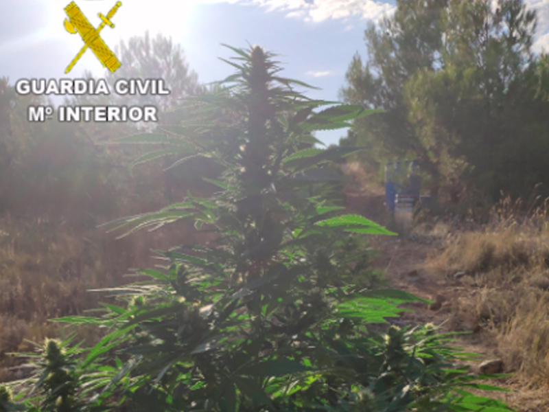 Detienen a 3 personas en La Parrilla e incautan 24,68 kilos de marihuana - imagen 1