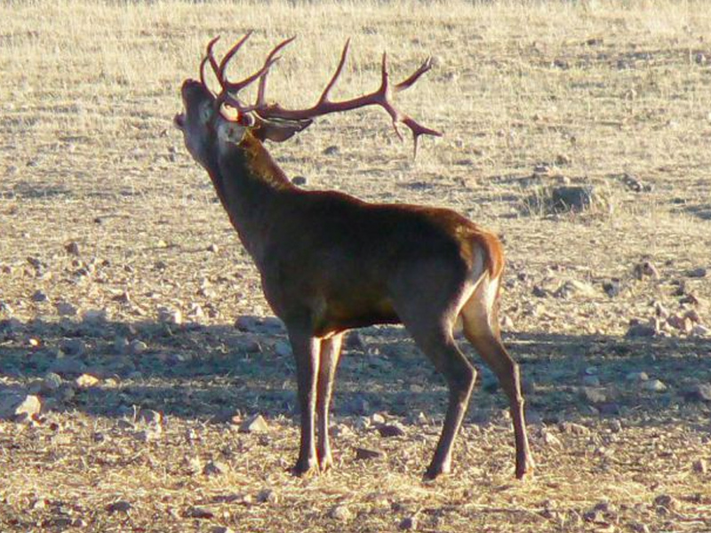 La berrea abre temporada de turismo en La Serranía de Cuenca - imagen 1