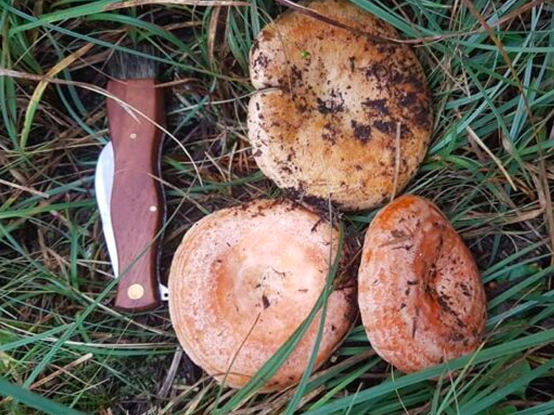 Las dudas marcan una temporada micológica pendiente de la lluvia y las temperaturas nocturnas - imagen 1