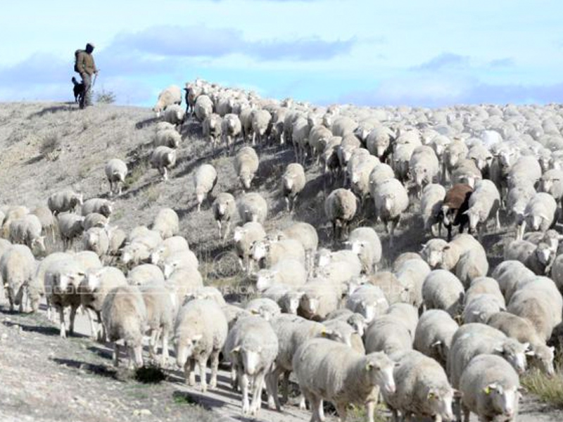 La Junta paga este viernes 13,4 millones de ayudas acopladas de ovino de la PAC - imagen 1